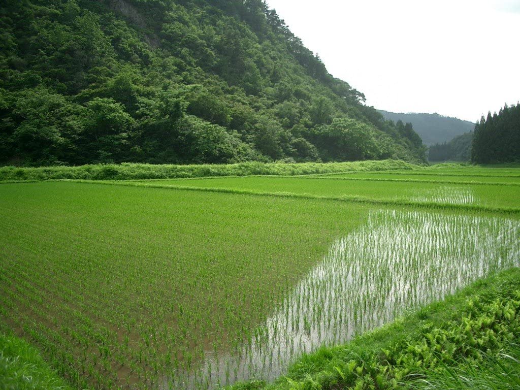 精米 会津産 無洗米 コシヒカリ 5kg 令和4年産 - 画像 (4)