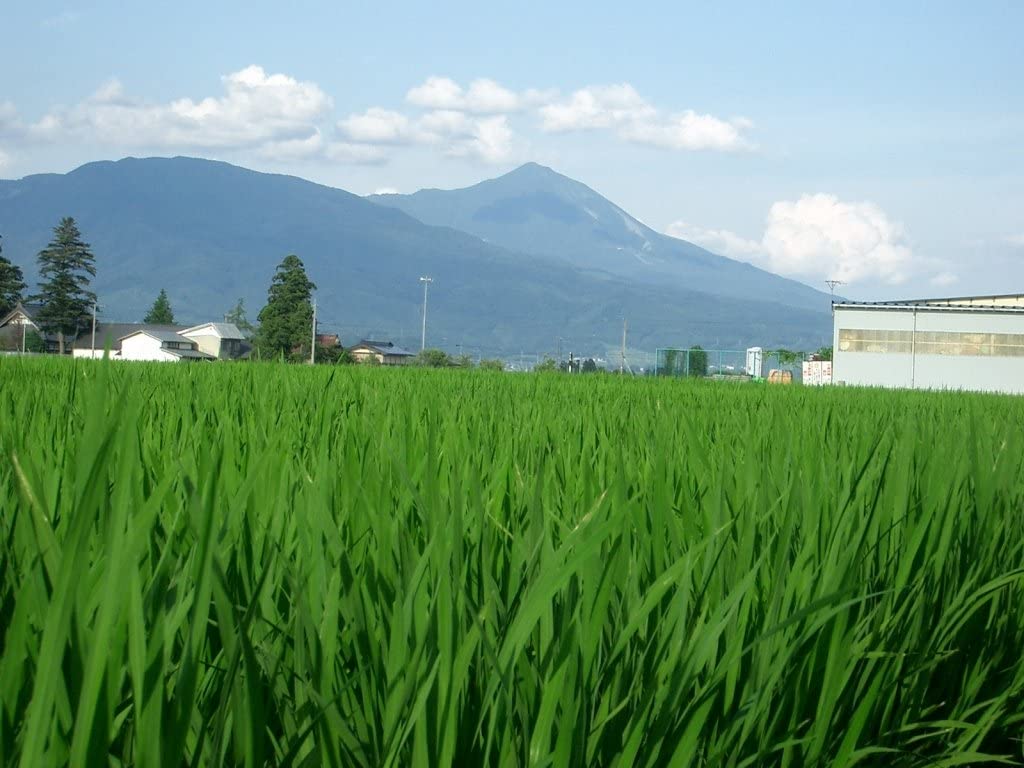 精米 会津産 無洗米 コシヒカリ 5kg 令和4年産 - 画像 (6)